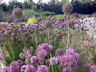 jardin-jardin-des-plantes-sauvages-du-conservatoire-botanique-national-de-bailleul-319_1