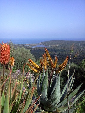 ugiardinudilisuli-regioncorse-vignette-copie2