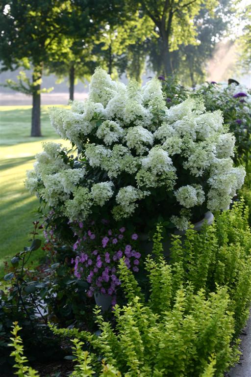 Bobo Hydrangea