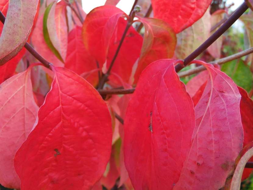 cornus_ingooigem_07-10-13_sam_0337_2