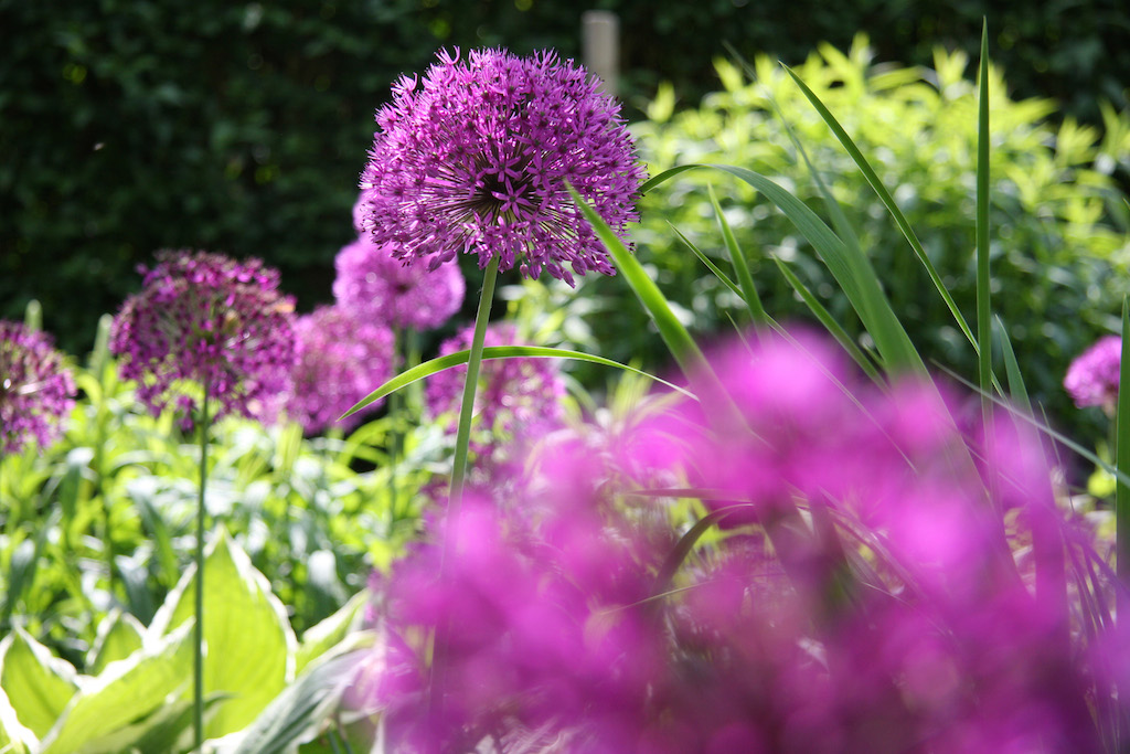 Hydrangea paniculata, Hosta en Allium