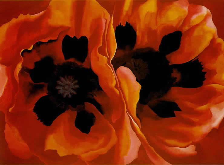 oriental-poppies