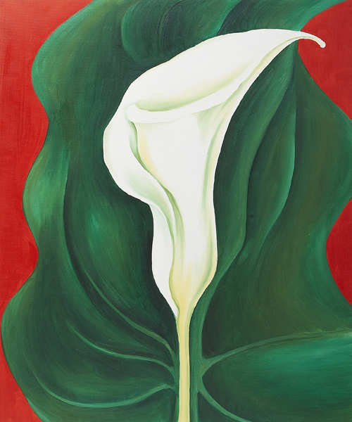 single-calla-lily-red