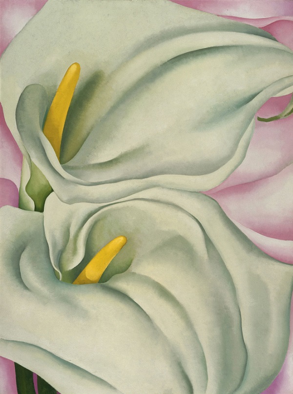 two-calla-lilies-on-pink