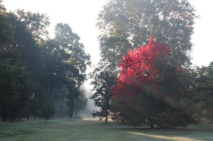 arboretumwespelaar