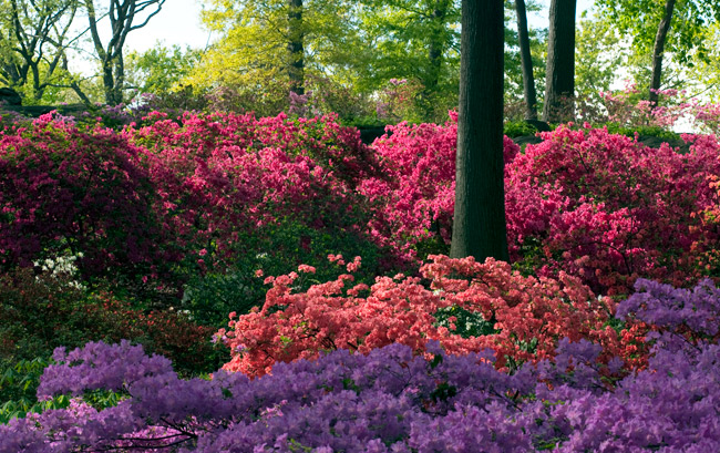 4-New-York-BG-Azaleas_650