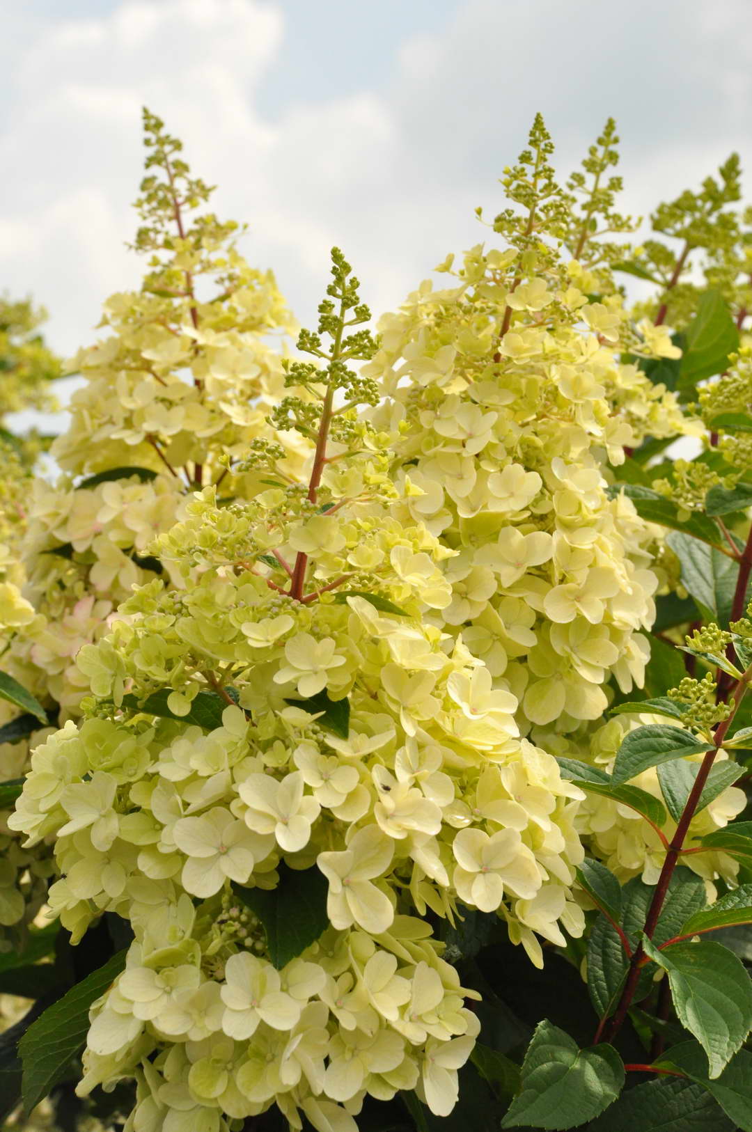 Hydrangea-paniculata-Hpopr013-CANDLELIGHT