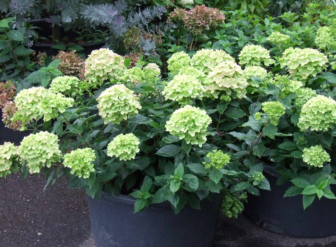 Hydrangea-paniculata-Jane-LITTLE-LIME_plant