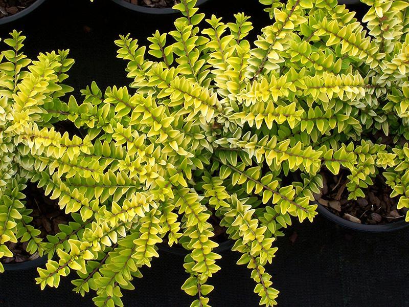 Lonicera_nitida_Golden_Glow