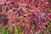 Weigela-Wings-of-Fire-200x133