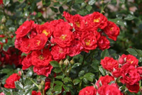 adr_1230_RöteBebyflor
