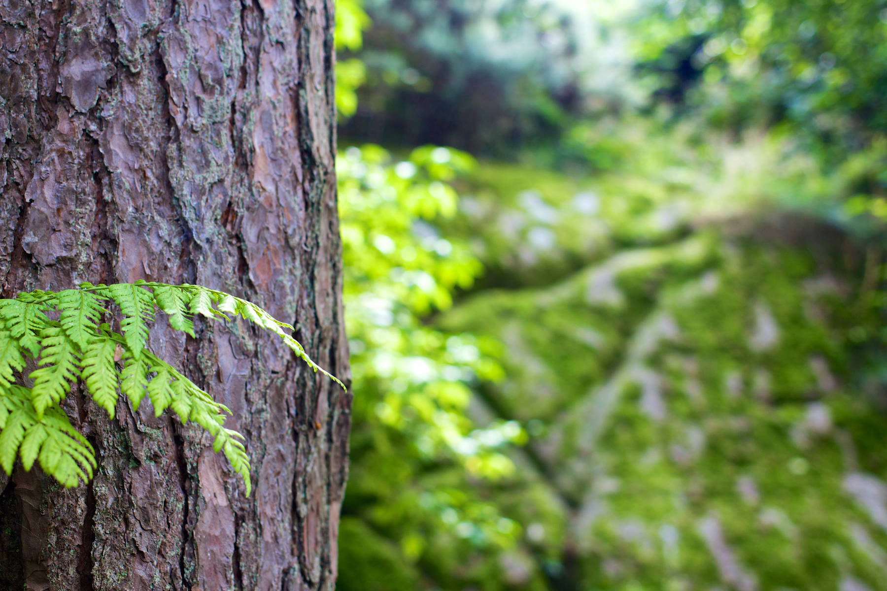 forest-tree-tree-trunk-bark