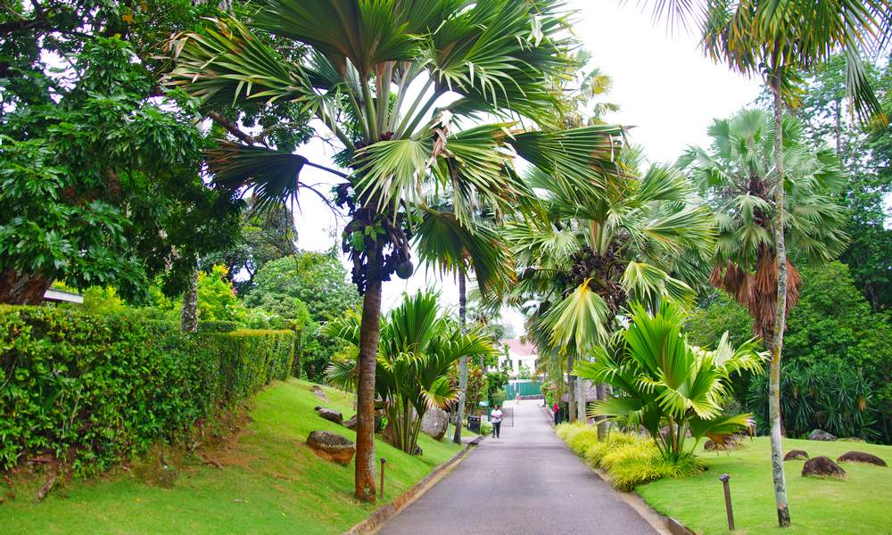 seychelles-national-botanical-garden