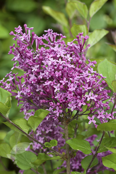 syringa_BloomerangDarkPurple