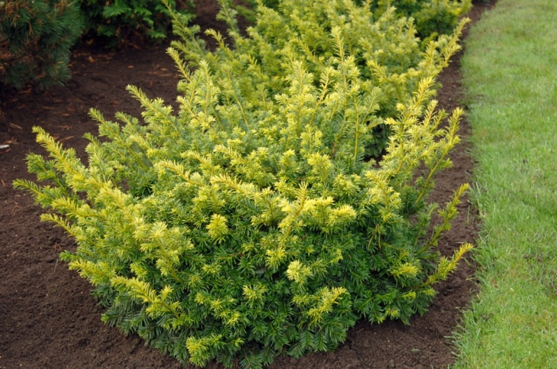 taxus_baccata_'golden_carol'