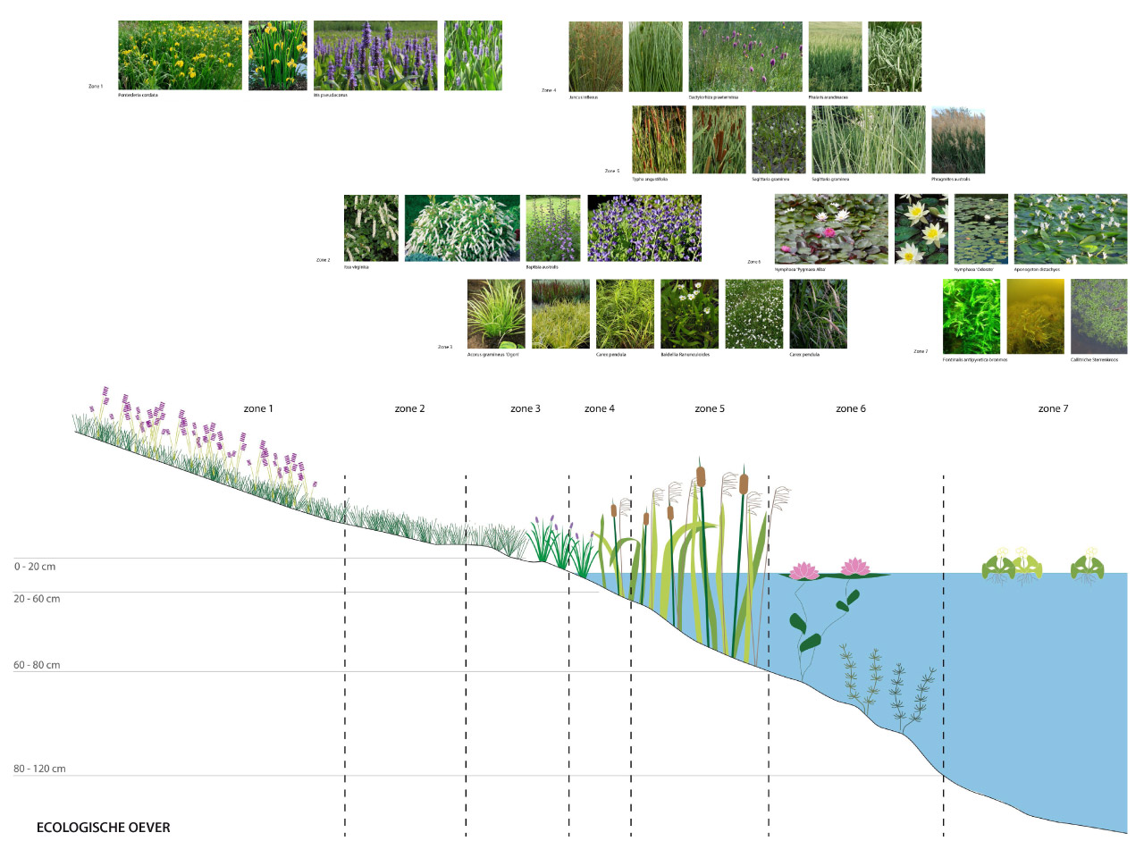 2dvw_1507_05_diagram_ecologische_oever