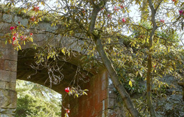 Rhododendron arboreum roseum with the archway behind in the quarry garden