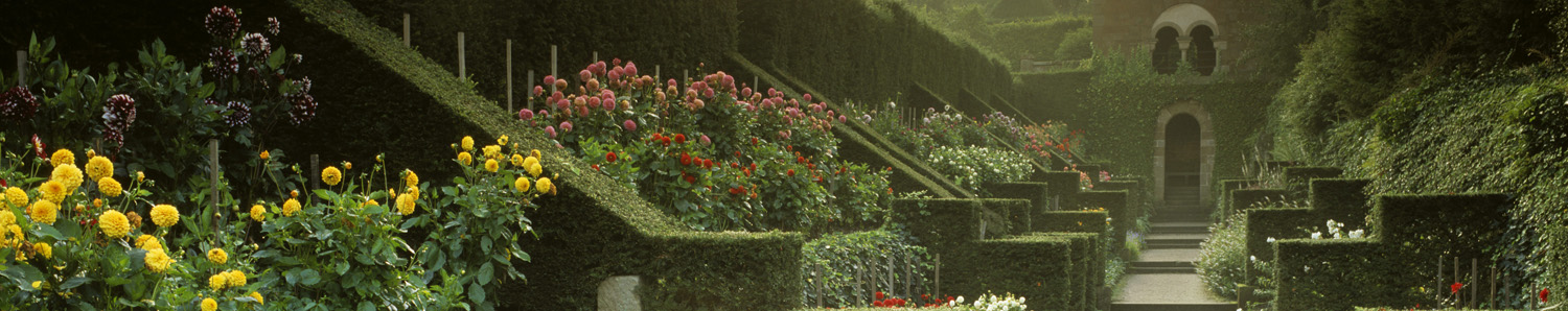 Looking down the Dahlia walk to the Shelter House at Biddulph Grange, with the yew hedges and butresses on the left. The walk laid out by James Bateman in 1842 was restored in 1988.