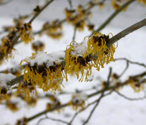 hamamelis2