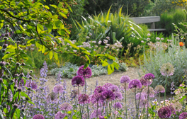 Beth Chatto Gardens in Colchester, Essex in the sunshine