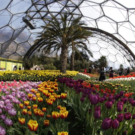 tulips-purple-yellow-pink-mediterranean-biome-eden-project