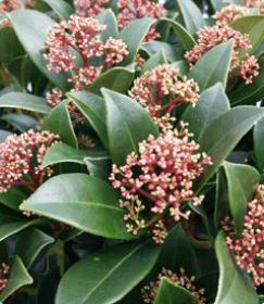 skimmia japonica