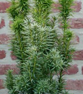 taxus baccata