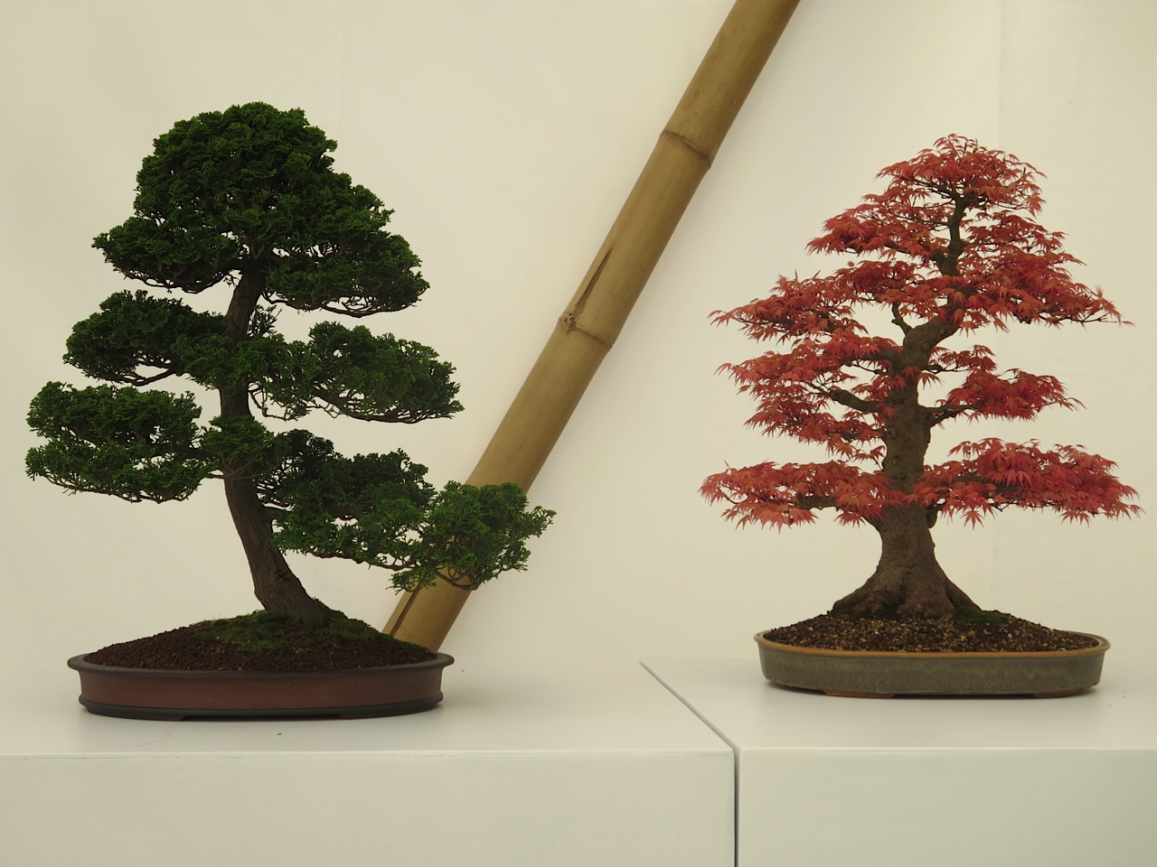 bonsai2