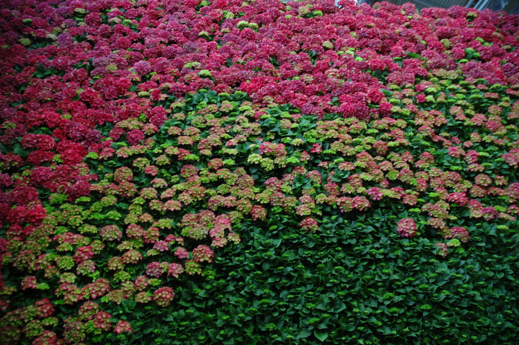 hortensia copy