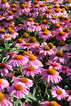 gm2016_echinacea_p_feeling_pink_10_300_450