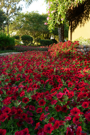 gm2016_tidal_wave_red_velour_petunia__pet14_17963cc