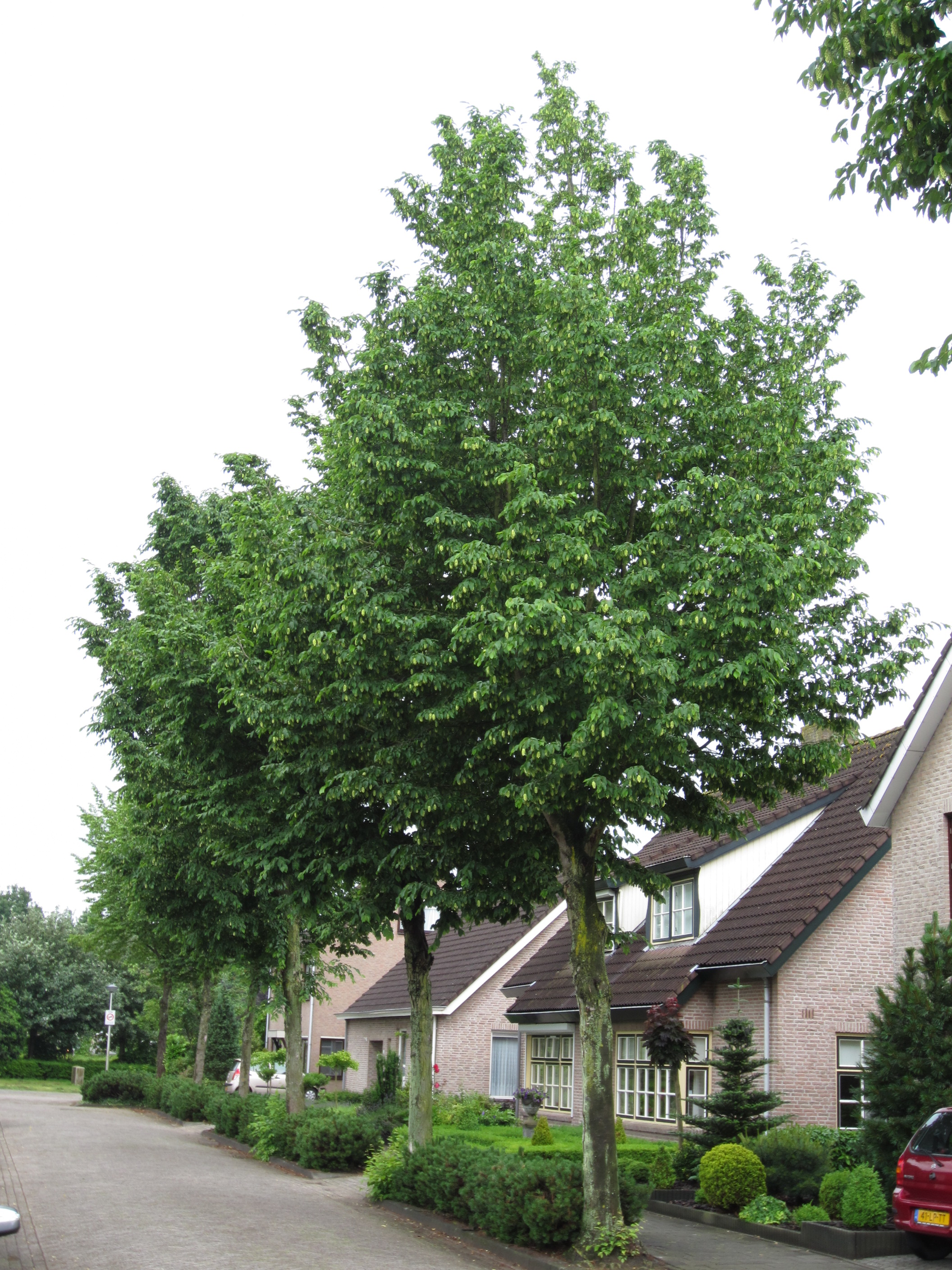 1ostrya-carpinifolia-Etten-Leur