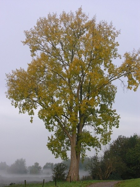 Populus canad. 'Marilandica'