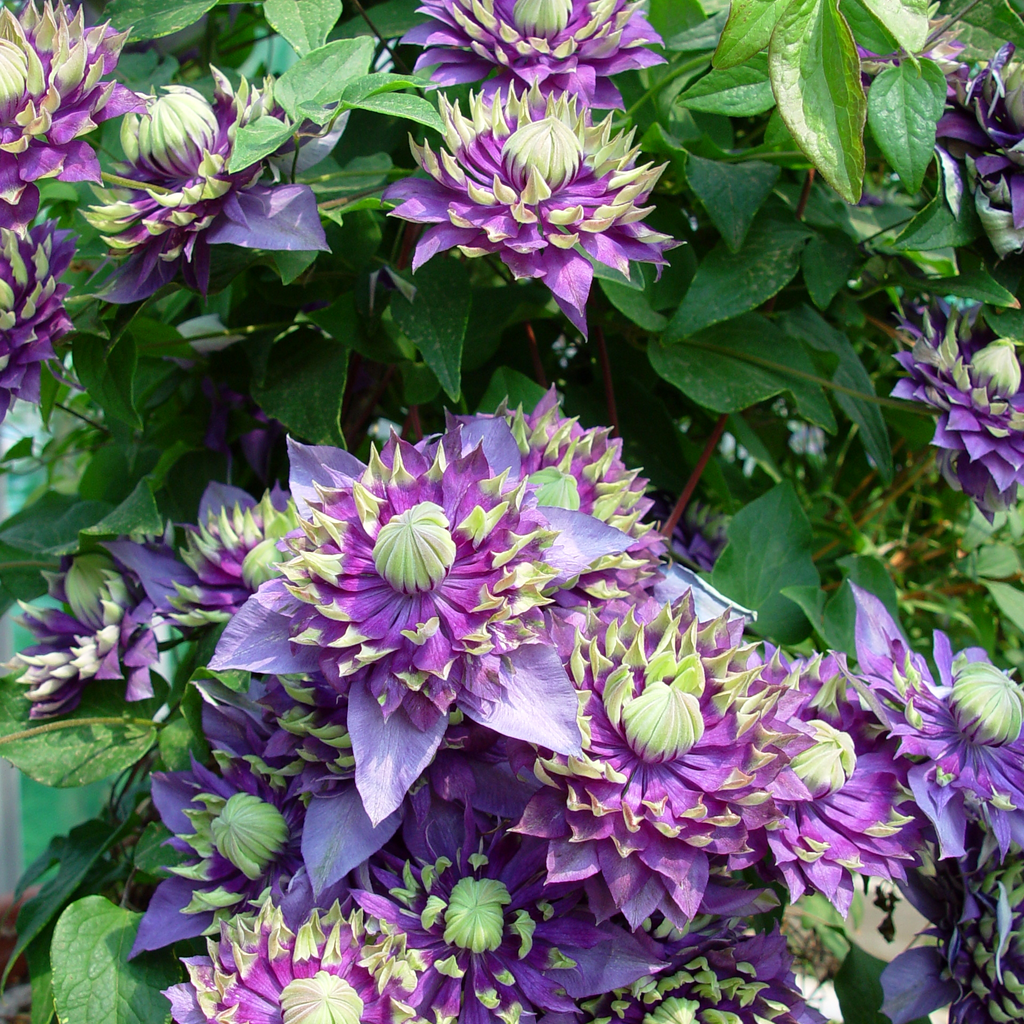 clematis