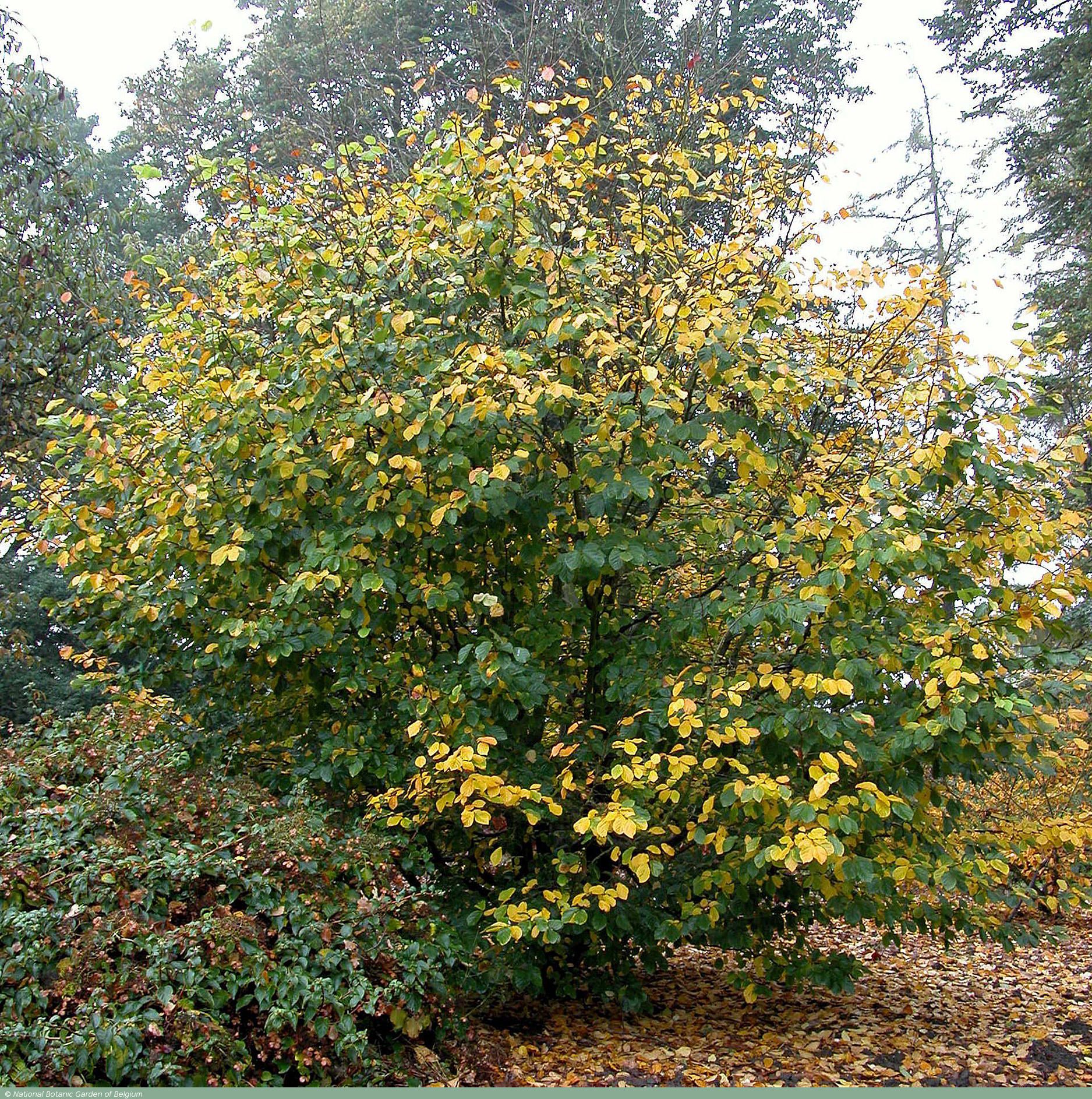 sycoparrotia