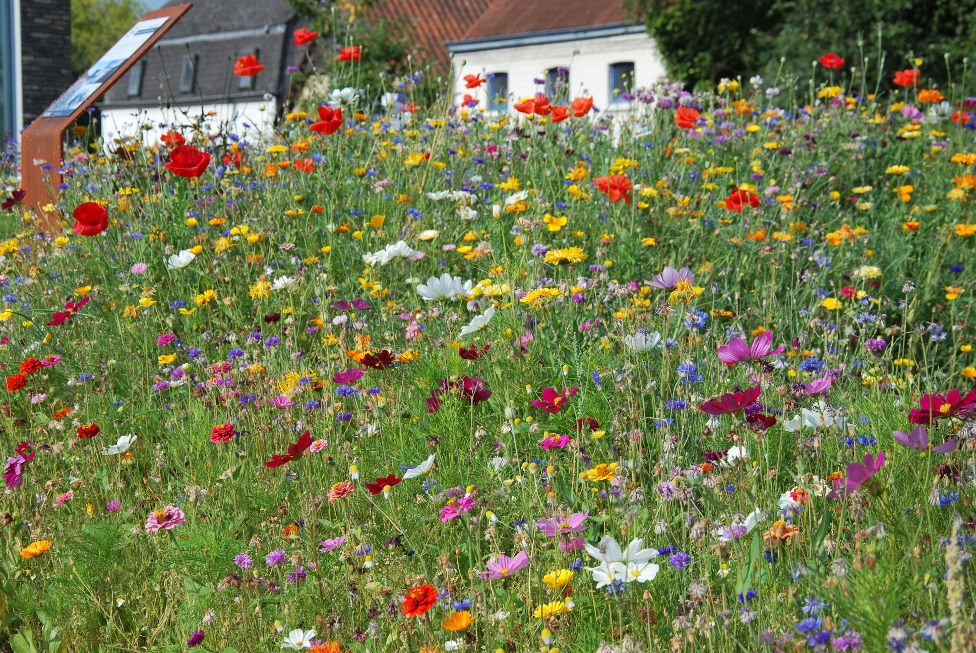 Advanta gras gazon klimaatresistent duurzaamheid klimaatoplossing klimaatopwarming tuinen tuinspecialist graszaad sportvelden bermen pleinen expert tuinprofessional veldbloemen CG Concept Jaarboek 2020