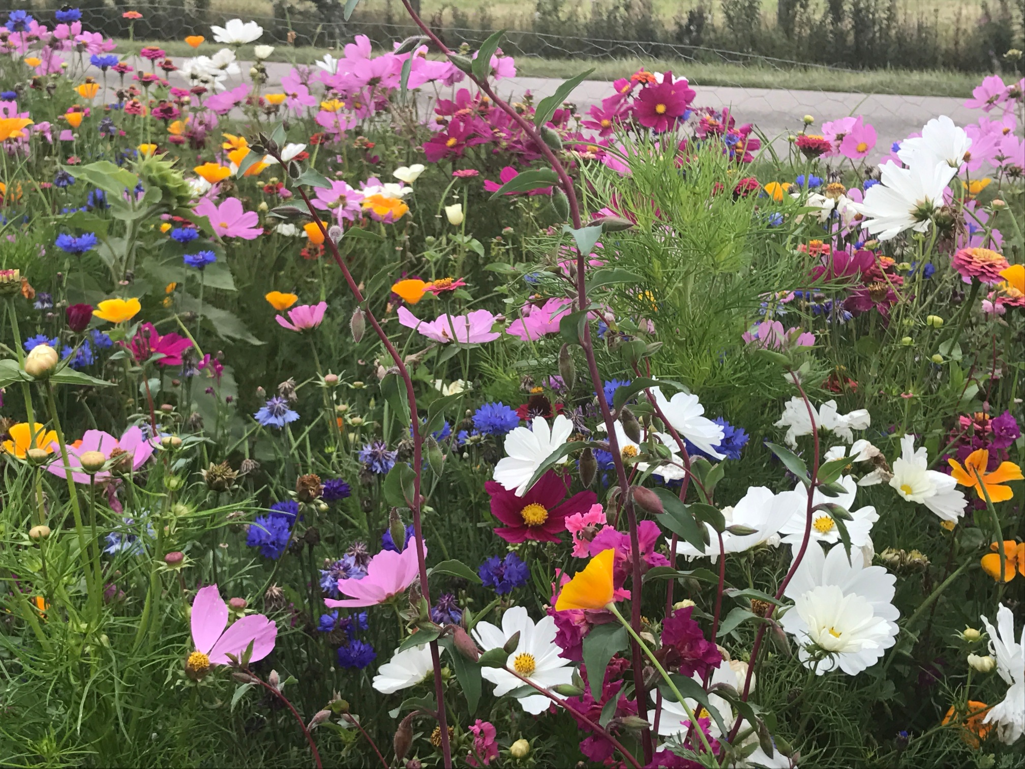 Advanta gras gazon klimaatresistent duurzaamheid klimaatoplossing klimaatopwarming tuinen tuinspecialist graszaad sportvelden bermen pleinen expert tuinprofessional veldbloemen CG Concept Jaarboek 2020