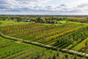 Boomkwekerij Ebben CG Concept Jaarboek 2020