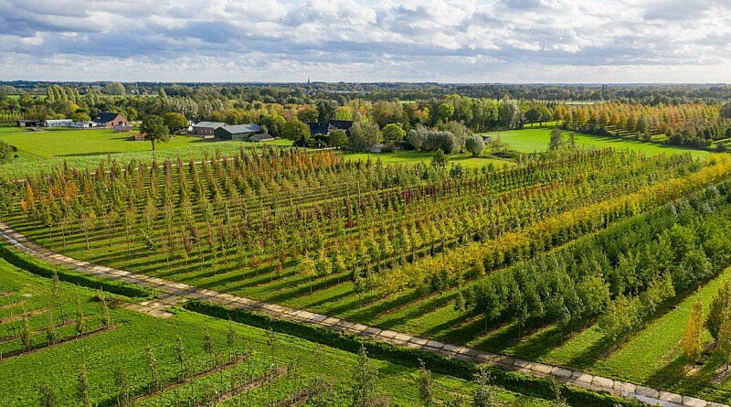 Boomkwekerij Ebben CG Concept Jaarboek 2020