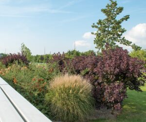 Groendak groengevel CG Concept Jaarboek 2020 verkoeling daken gevels