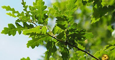 Quercus cerris marvellous CG Concept Jaarboek 2020 oplossingen klimaatuitdagingen klimaatopwarming moseik Turkse eik cultivar boom groen parkboom laanboom straatboom