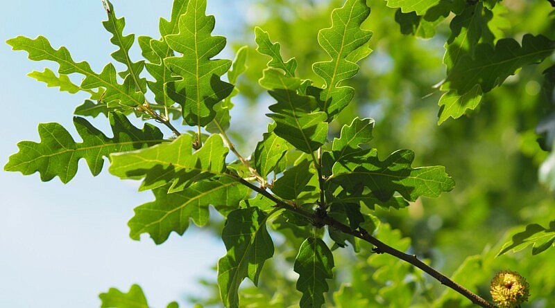 Quercus cerris marvellous CG Concept Jaarboek 2020 oplossingen klimaatuitdagingen klimaatopwarming moseik Turkse eik cultivar boom groen parkboom laanboom straatboom