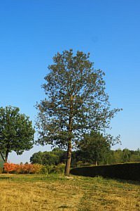 Quercus cerris marvellous CG Concept Jaarboek 2020