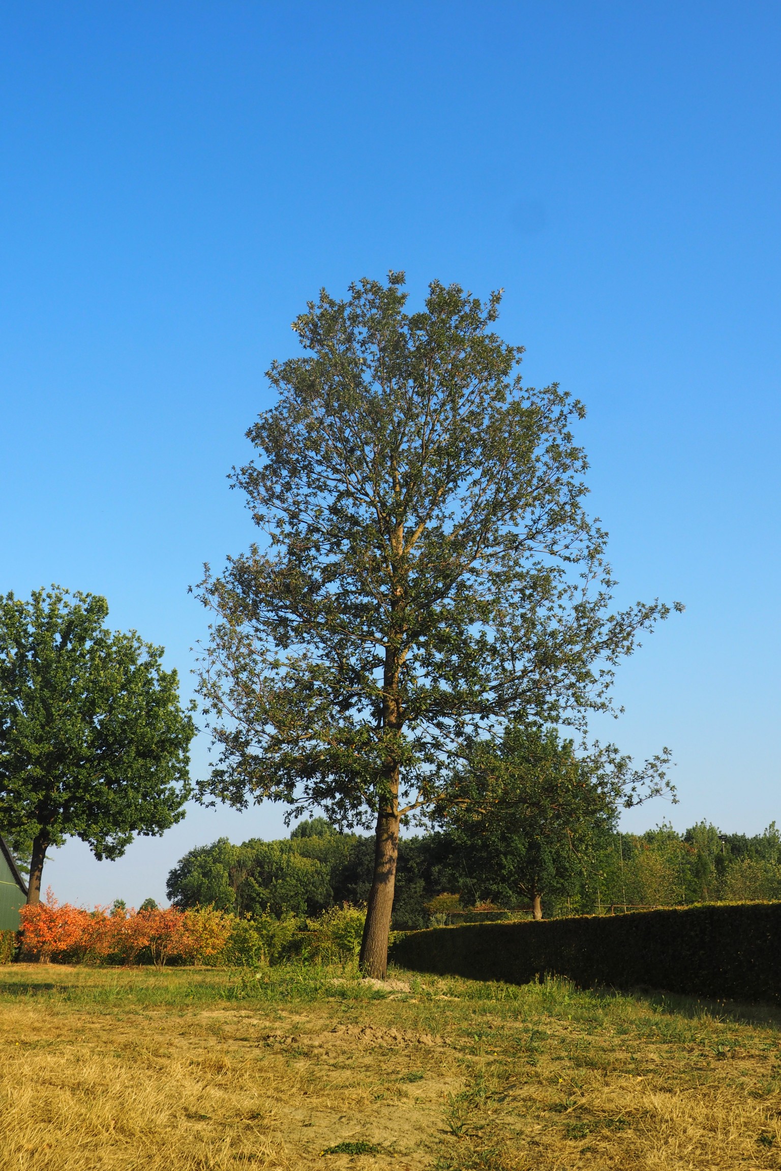 Quercus cerris marvellous CG Concept Jaarboek 2020 oplossingen klimaatuitdagingen klimaatopwarming moseik Turkse eik cultivar boom groen parkboom laanboom straatboom 