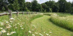 BT Bloementapijten Schoten graszoden bloemenweide biodiversiteit tuinontwerp tuinen tuinaanleg tuinarchitectuur landschapsarchitectuur onderhoud CG Concept Jaarboek 2020