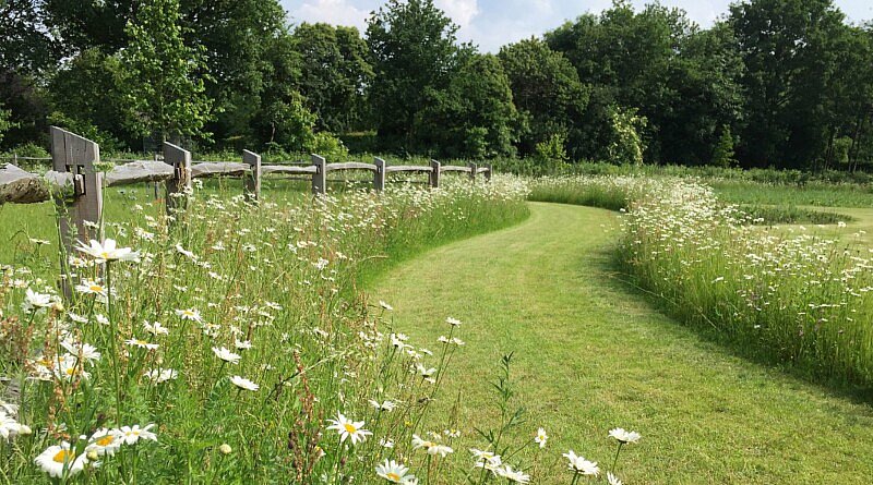 BT Bloementapijten Schoten graszoden bloemenweide biodiversiteit tuinontwerp tuinen tuinaanleg tuinarchitectuur landschapsarchitectuur onderhoud CG Concept Jaarboek 2020