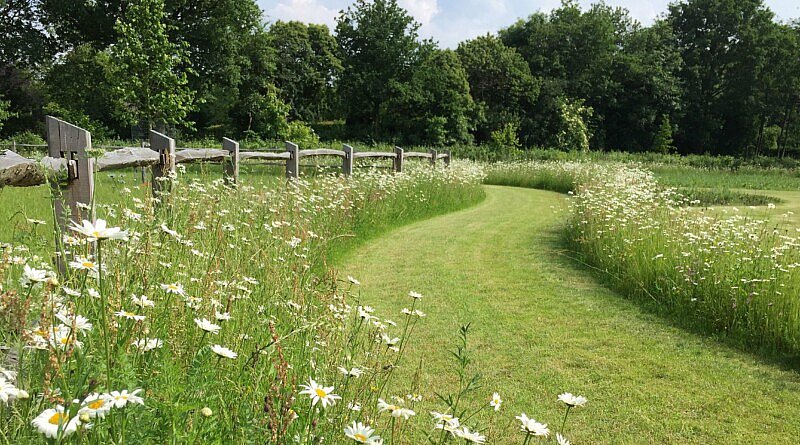 BT Bloementapijten Schoten graszoden bloemenweide biodiversiteit tuinontwerp tuinen tuinaanleg tuinarchitectuur landschapsarchitectuur onderhoud CG Concept Jaarboek 2020