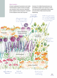 Een tuin barstensvol bloemen: binnen een jaar & met vaste planten bloemen bloementuin siertuin meerjarigen onderhoudsarm makkelijk biologisch ecologisch natuurlijk tuinieren biodiversiteit natuurlijk evenwicht insecten bijen vlinders tips hulp ideeën bloeiende tuin CG Concept magazine