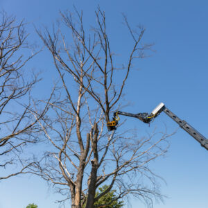 GMT Equipment nieuw velkop total tree control TTC velkop bewegingsflexibiliteit bomen boom systeem techniek groensector groenaanleg techniek materiaal nieuwigheden trends groenbranche cg concept belgisch vakblad vakmagazine tuinarchitecten info landschapsarchitecten sectornieuws groendiensten projectontwikkelaar aannemers