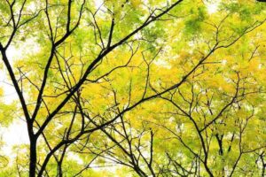 cg concept vakmagazine groensector boek bomen geografisch arboretum tervuren